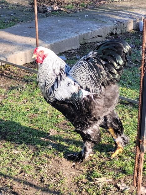  - a__Pui și tineret brahma 2024