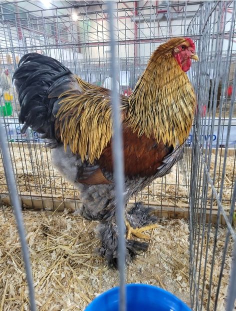 Screenshot_20250123_095334_Gallery - a__Pui și tineret brahma 2024