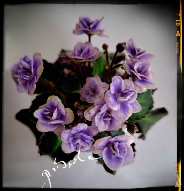  - Persian Lace