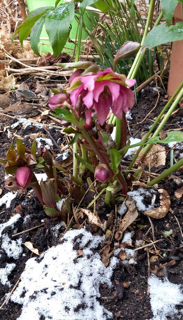  - Helleborus - Spanz