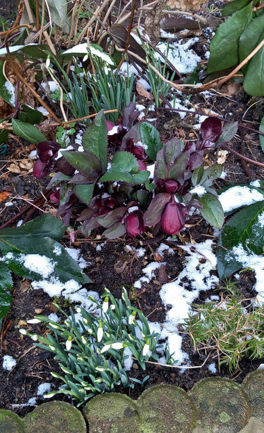  - Helleborus - Spanz