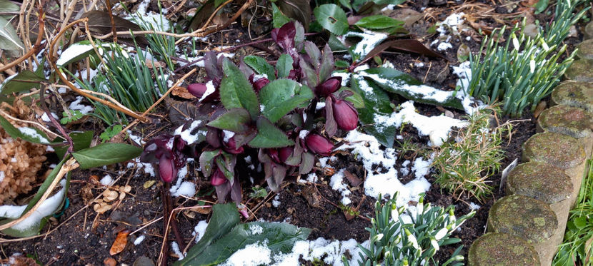  - Helleborus - Spanz