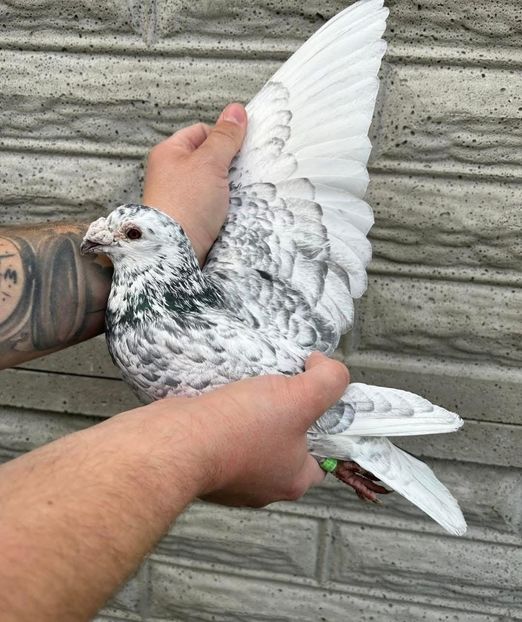  - Nu îmi aparțin 8