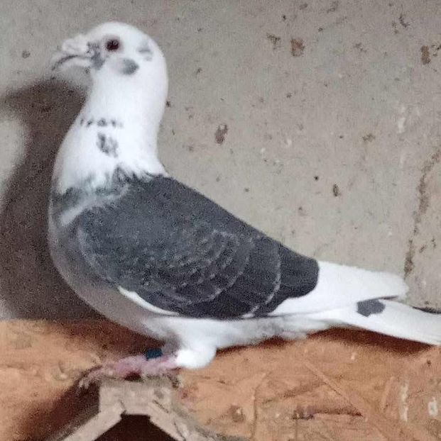  - Nu îmi aparțin 8