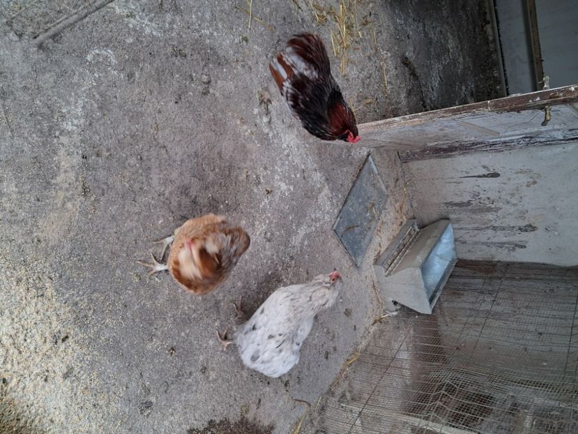  - Mătci găini de rasă 2025