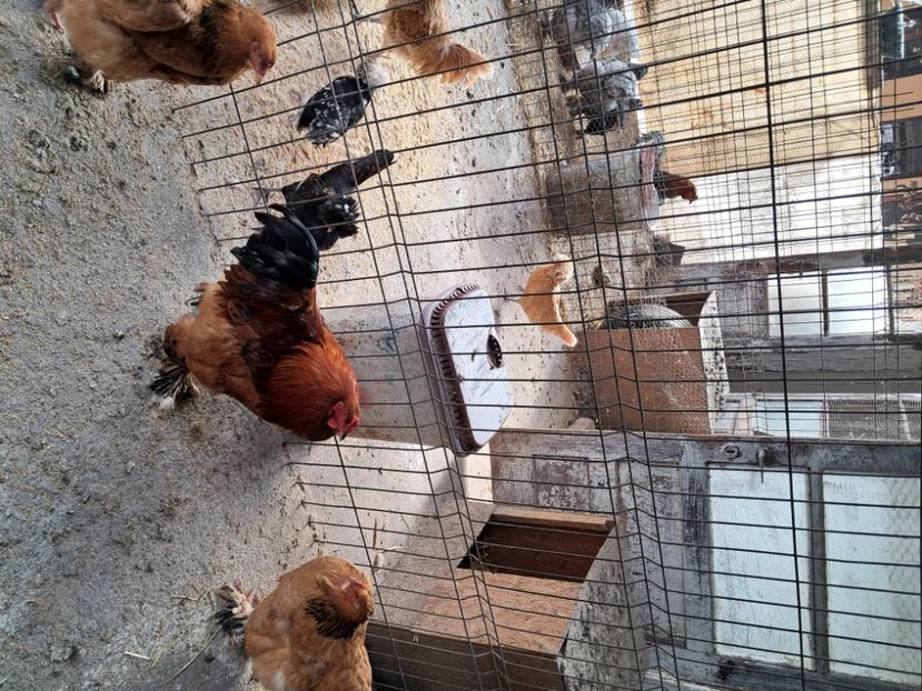  - Mătci găini de rasă 2025