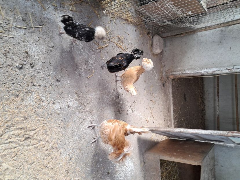  - Mătci găini de rasă 2025