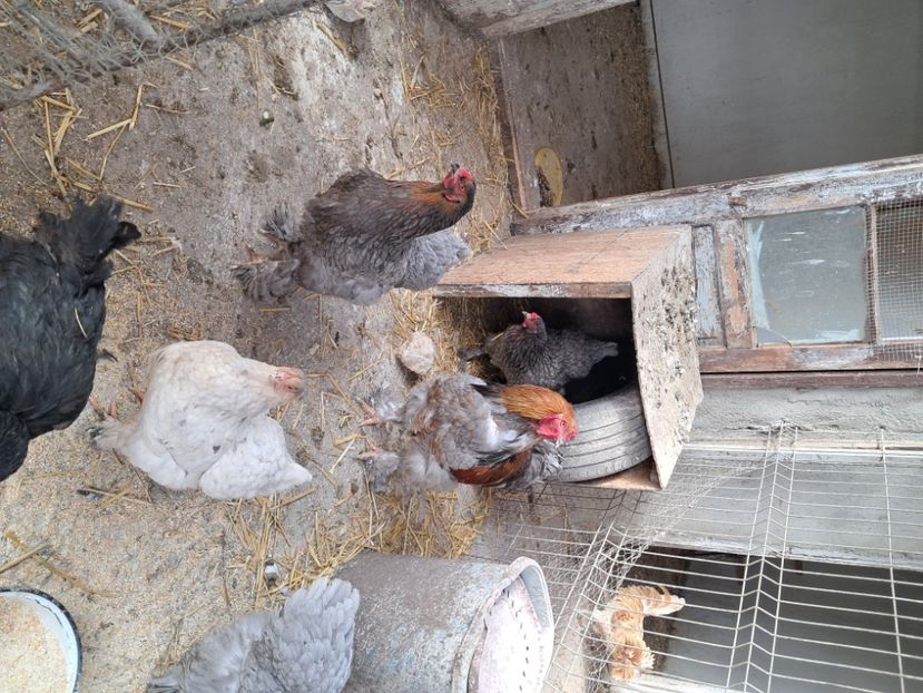  - Mătci găini de rasă 2025