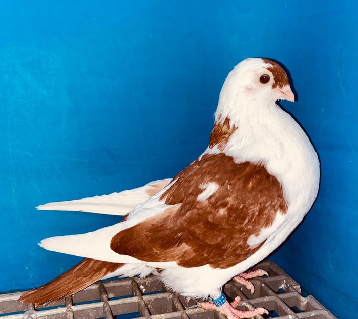 13867  Femelă  2024 - Plecați ALBUM 4