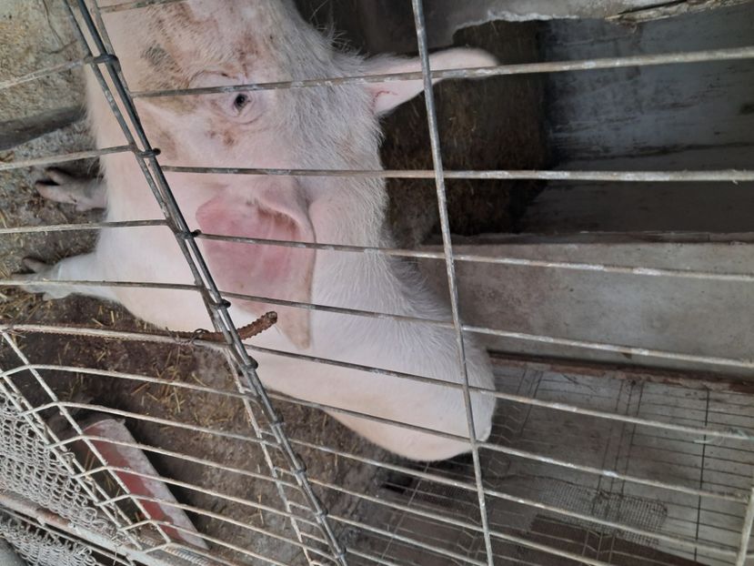  - Matcă purcei 2025