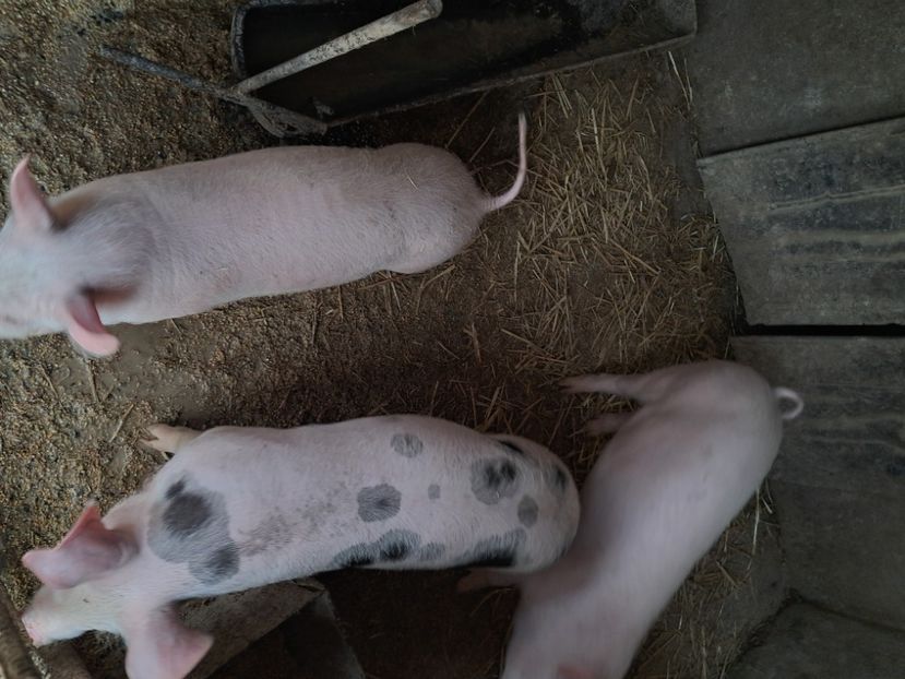  - Matcă purcei 2025