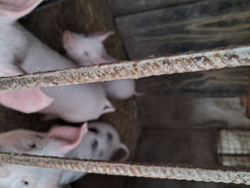  - Matcă purcei 2025