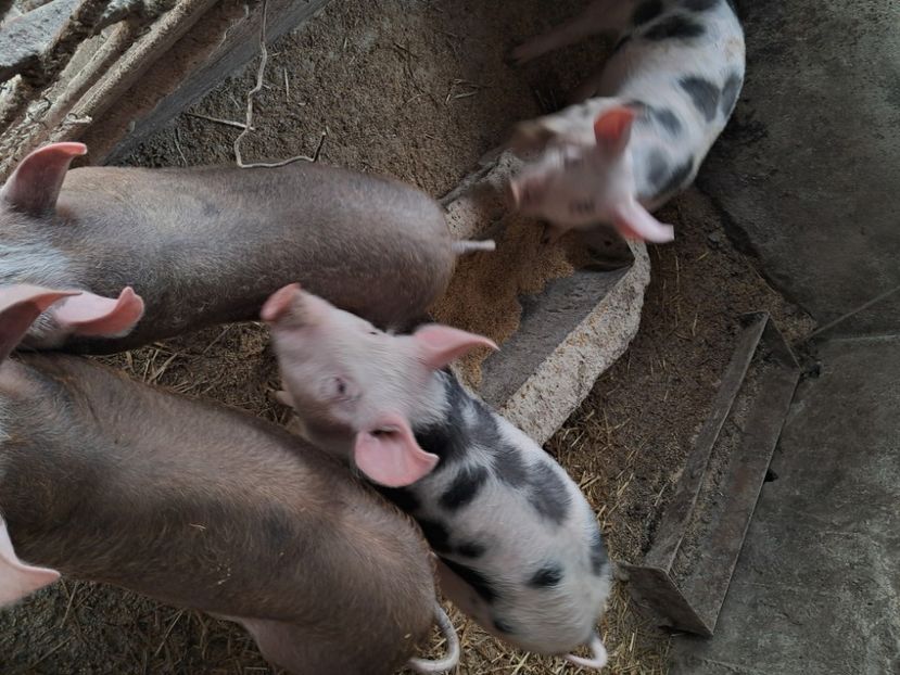  - Matcă purcei 2025