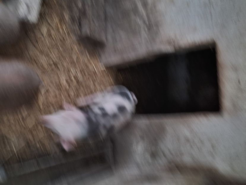  - Matcă purcei 2025