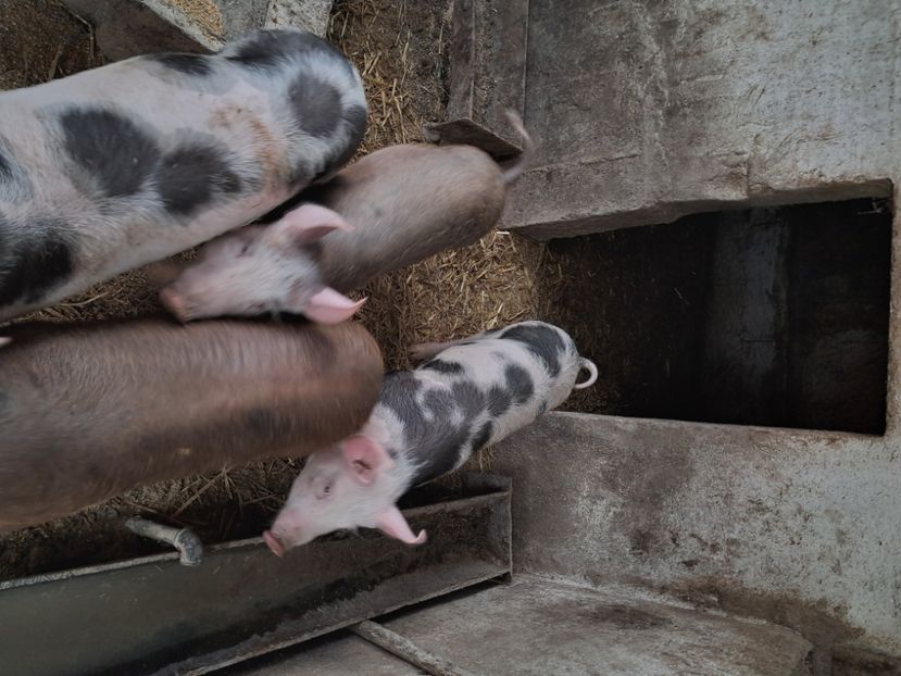  - Matcă purcei 2025