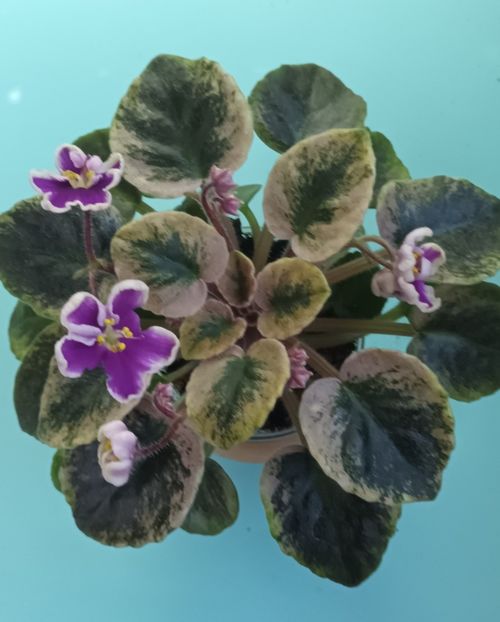  - NK Neznakomya Zvezda