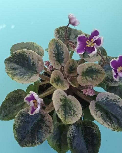  - NK Neznakomya Zvezda