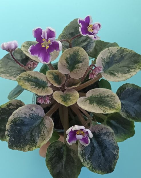  - NK Neznakomya Zvezda