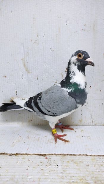  - De vânzare voiajori 3