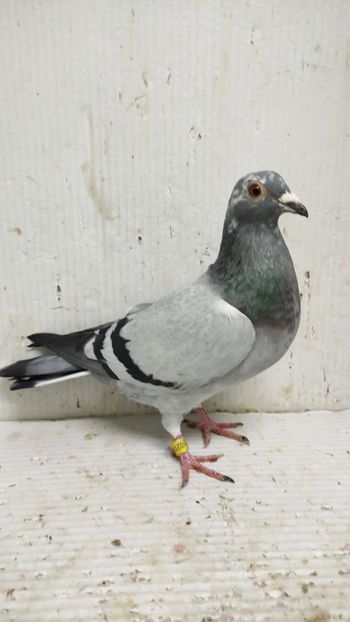  - De vânzare voiajori 3