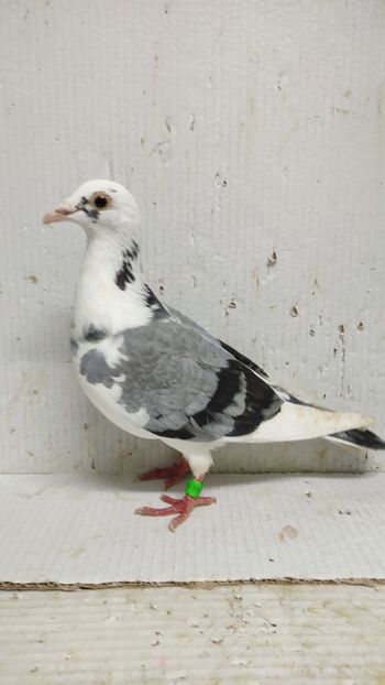  - De vânzare voiajori 3