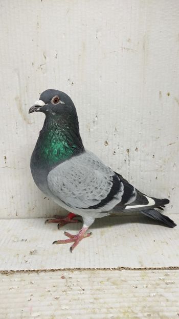  - De vânzare voiajori 3