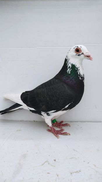  - De vânzare voiajori 3