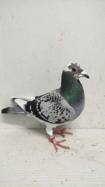  - De vânzare voiajori 3