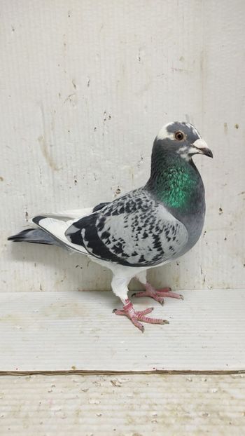  - De vânzare voiajori 3