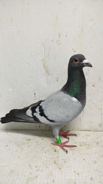  - De vânzare voiajori 3