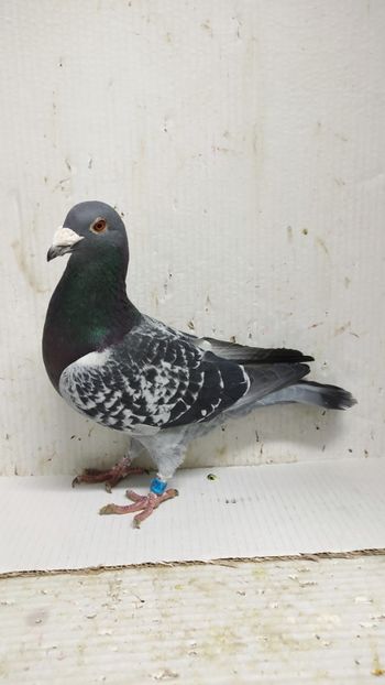  - De vânzare voiajori 3