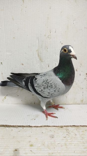  - De vânzare voiajori 3