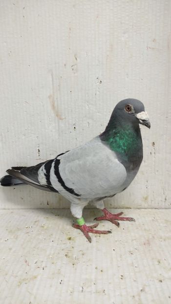  - De vânzare voiajori 3