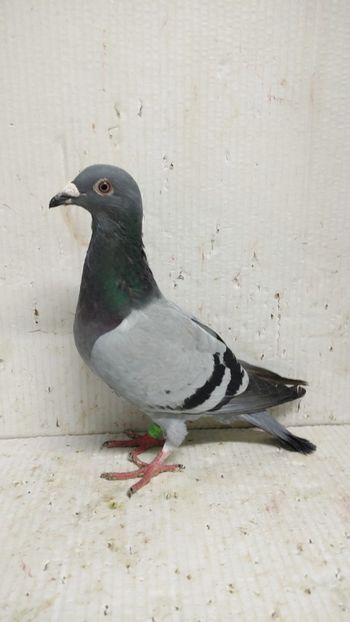  - De vânzare voiajori 3