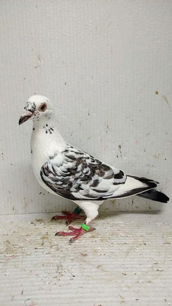  - De vânzare voiajori 3