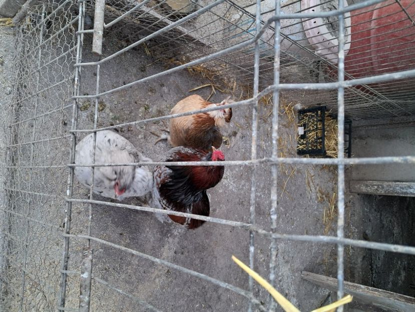  - Ouă pasari de rasa 2025