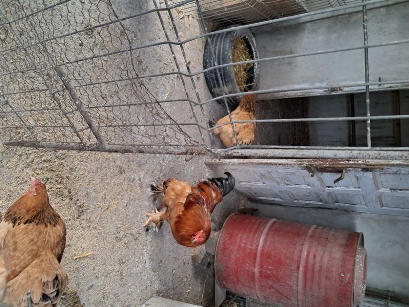  - Ouă pasari de rasa 2025