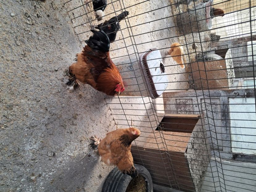  - Ouă pasari de rasa 2025