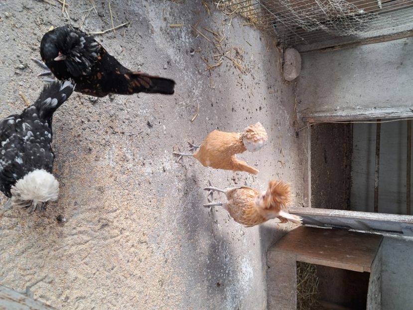  - Ouă pasari de rasa 2025