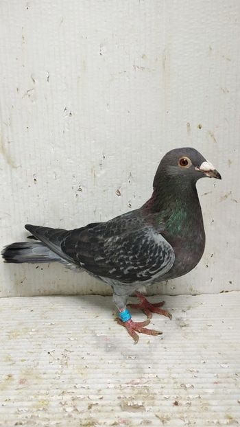  - De vânzare voiajori 3