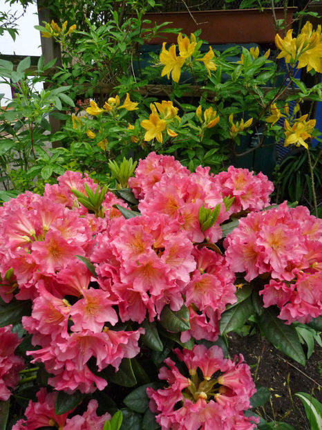 - Azalee si Rhododendroni