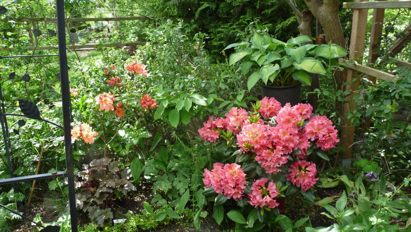  - Azalee si Rhododendroni