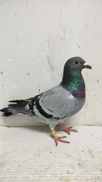  - De vânzare voiajori 3