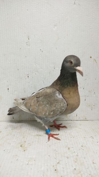  - De vânzare voiajori 3