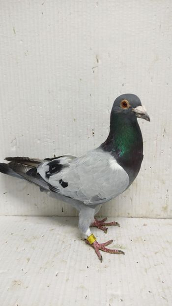  - De vânzare voiajori 3