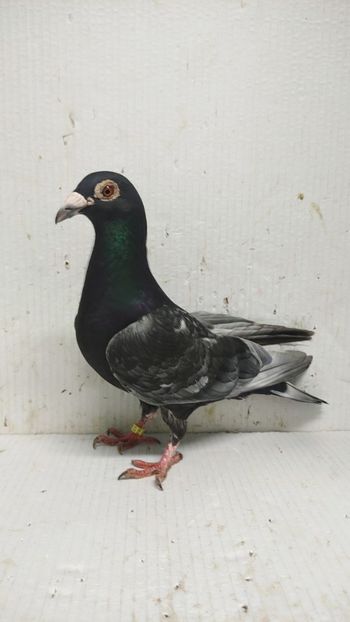  - De vânzare voiajori 3