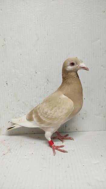  - De vânzare voiajori 3