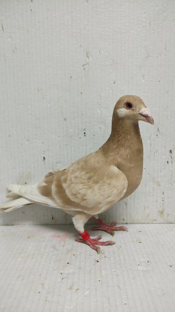  - De vânzare voiajori 3