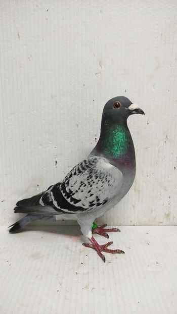  - De vânzare voiajori 3