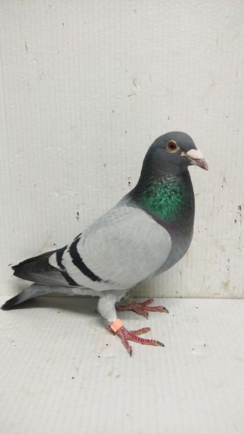  - De vânzare voiajori 3